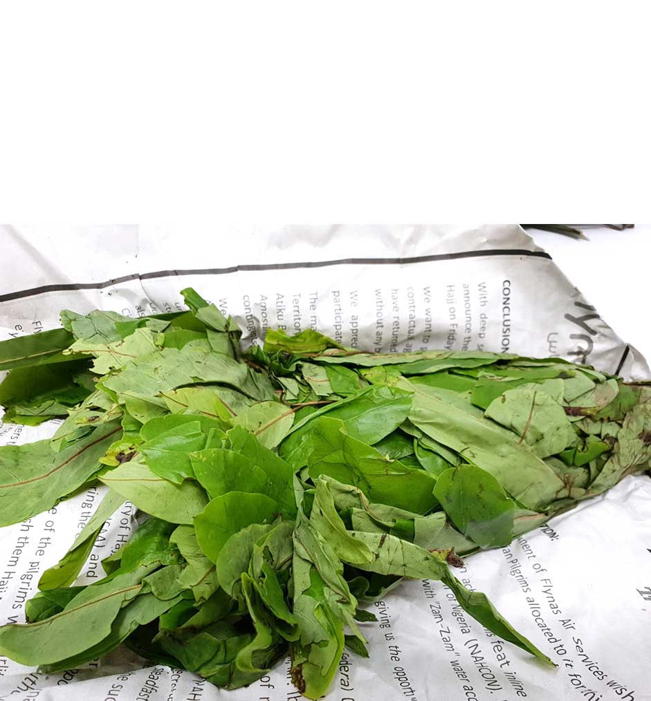 Fresh Oha Leaves