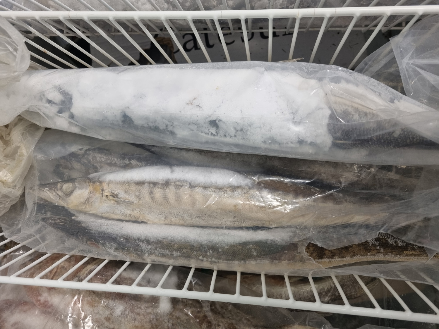 Barracuda 1KG