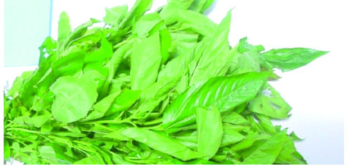 Fresh Ewedu Leaves